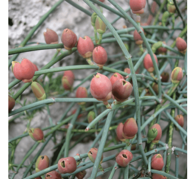 Эфедра ломкая (5 шт.) / Ephedra fragilis